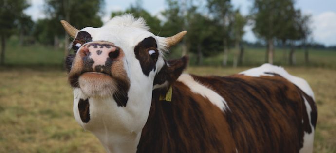 10-ways-to-deal-with-sacred-cows-in-your-church-chucklawless